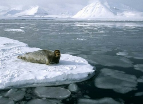 Северный Ледовитый океан останется безо льда: Температура воздуха должна вырасти на 2 градуса - Учёные
