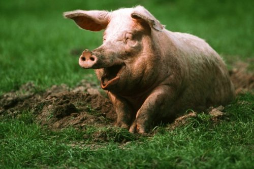 Генетики наконец-то узнали, как появились первые европейские свиньи
