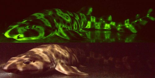 Ученые наконец-то узнали, почему калифорнийская кошачьеголовая акула излучает зелёный свет в темноте