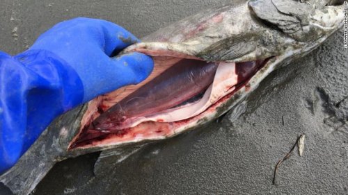 Специалисты всерьёз встревожены: На Аляске стал массово вымирать лосось