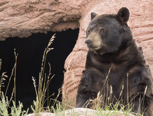 Ученые: Пещерные медведи вымерли из-за человека