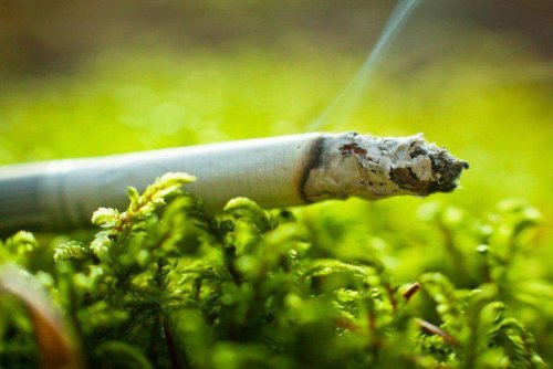 Ученые: Сигаретные фильтры губят растения
