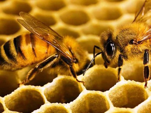 Пчелиный мёд является индикатором загрязнения окружающей среды свинцом – Учёные