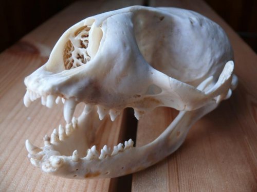 В Великобритании на берег вынесло загадочный череп без глазниц