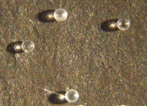 Американские учёные обнаружили кусочки древнего метеорита в останках моллюсков