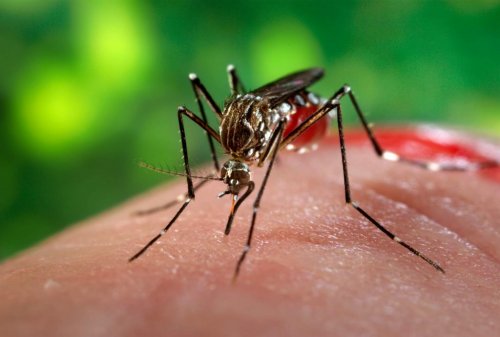 Укус комара довёл британку до состояния комы
