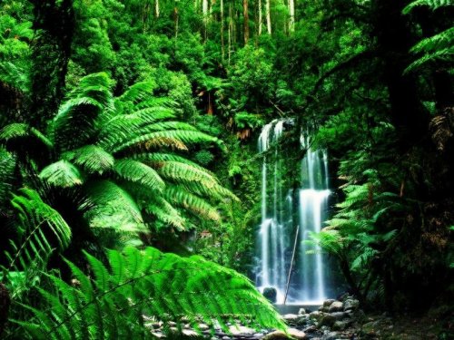 Наука станет управлять лесами Австралии: Они признаны глобальным достоянием