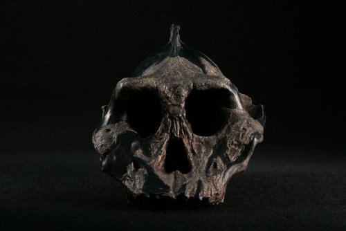 Череп, обнаруженный в Африке, принадлежал представителю древнейшего вида австралопитеков