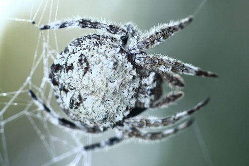 Учёные: Паутина «дарвинских» пауков является сверхпрочной благодаря особому составу