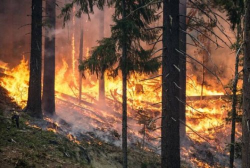 В Болгарии в связи с жаркой погодой начались пожары