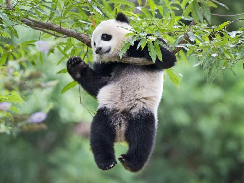 В США боятся потерять панд из-за торговой войны с Китаем