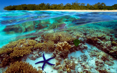 Большой Барьерный риф оказался на грани полного исчезновения – Экологи