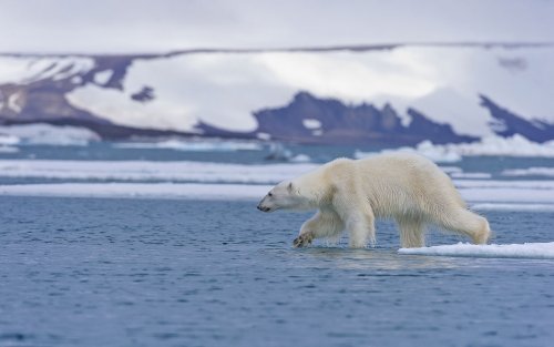 Арктика может быть опять заморожена: Учёные предлагают применить радикальные меры