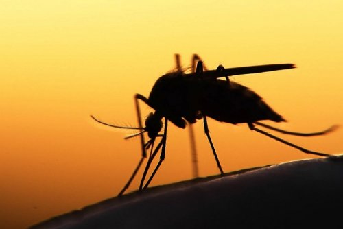 Комары постоянно кусают одних и не трогают других: Медики установили причину