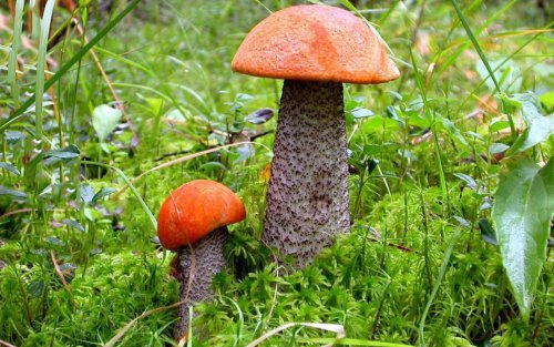Медики утверждают, что для защиты от рака простаты нужны грибы