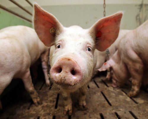 Китай сообщил о новом случае африканской чумы свиней на его территории