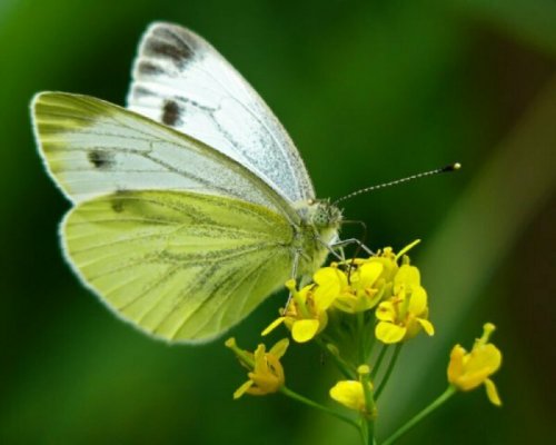 Бабочка-капустница является опасной для экологии – Учёные