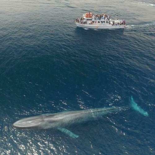 Учёные выяснили продолжительность обеда синих китов