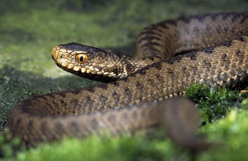 Подмосковье бережёт змей: Дачники получили запрет убивать гадюк