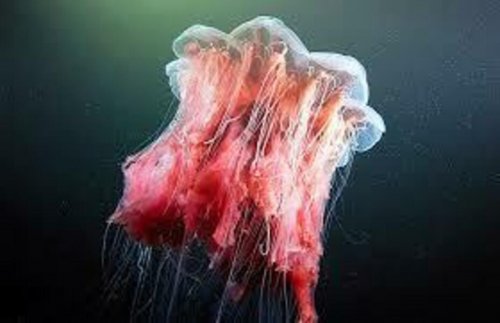 Гигантские медузы нападают на пловцов на побережье Новой Англии