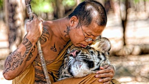 70 тигров погибли в Таиланде в легендарном храме из-за генетических отклонений