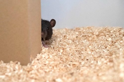 «Не хлебом единым»: Крысы научились играть в прятки ради удовольствия