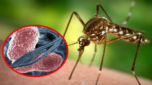 Малярийные ГМ-комары победили генетиков: Эксперимент в Бразилии кончился провалом