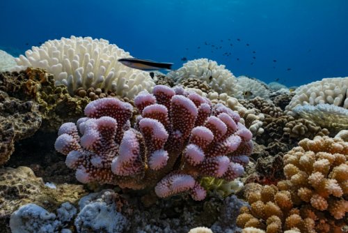 Кораллы Ямайки исцелили себя сами: Природа не стала дожидаться человека