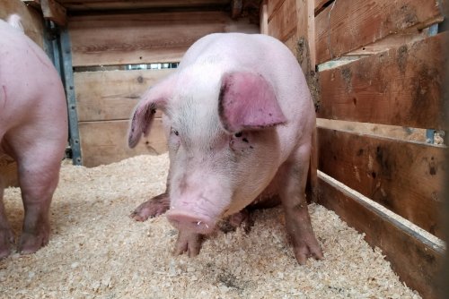 Южная Корея пытается справиться с вспышкой чумы свиней