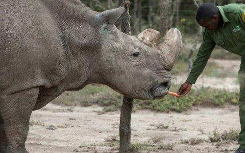 «Носороги восстанут из мёртвых»: Учёные смогли создать эмбрион вымирающего вида