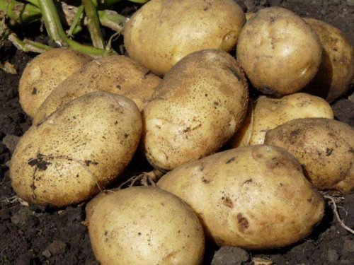 Японцы хотят лишить Россию главного продукта питания: Их учёные утверждают, что картофель вредит здоровью