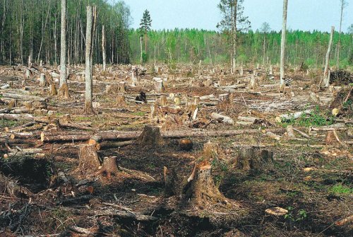 Леса Германии становятся экологическими кладбищами: Жуки-вредители ведут атаку
