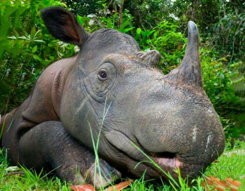 Учёные Германии возродят умирающих суматранских носорогов при помощи ЭКО