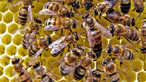 Человечество вымрет через четыре года после исчезновения пчёл – Ученые