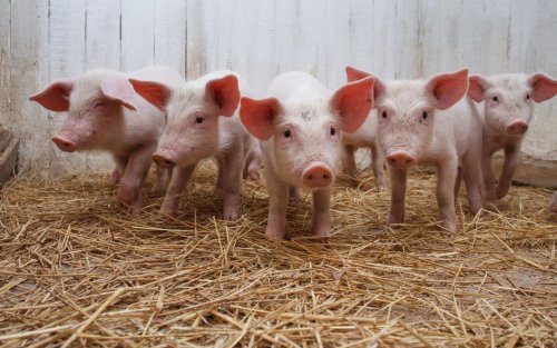 Чума свиней в Китае привела к уничтожению половины их поголовья