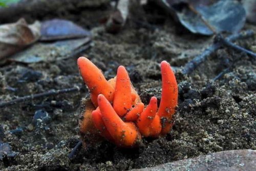 Учёные случайно обнаружили в Австралии огненный коралл-убийцу из Японии