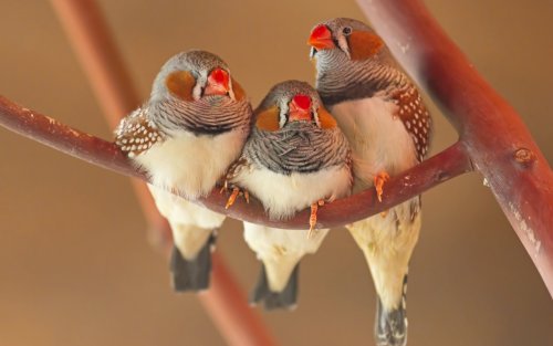 Учёные научили птенцов петь, имплантировав им воспоминания