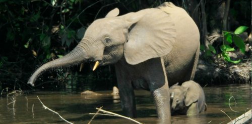 «Сам погибай!»: Пять слонов погибли, спасая одного детёныша