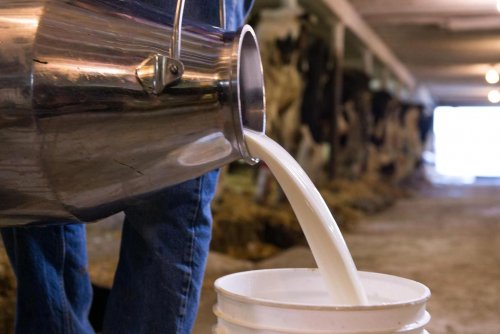 Ученые рассказали о пользе и опасности сырого молока