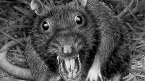 120 миллионов крыс готовы вторгнуться в жилища британцев