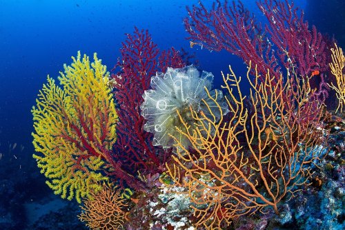 «Они воскресают из мёртвых»: Кораллы возрождаются в тёплой воде и снова начинают расти