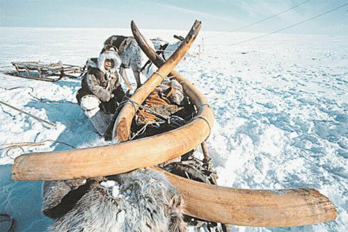 Госдума остановит нелегальный поток костей мамонтов из России в Китай