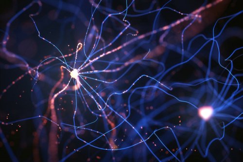 Нервная система напрямую влияет своей деятельностью на продолжительность жизни – Учёные