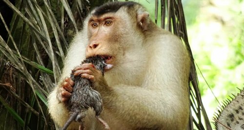 «Конкуренции не допустим!»: В Малайзии макаки уничтожают крыс на пальмовых плантациях