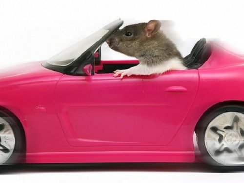 Видео подтвердило, что крысы стали автолюбителями: Грызуны быстро освоили мини-грузовики - Учёные
