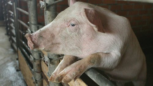 «Бойтесь!»: Африканская чума свиней появилась в Ростовской области вместе с заражённой колбасой