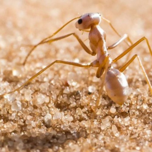 Сахарские серебряные муравьи бегают быстрей гепарда
