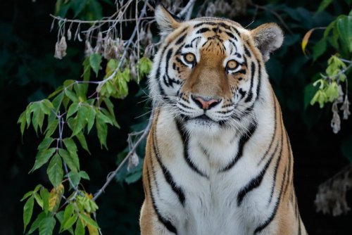 Амурский тигр Дизель отправился из Московского зоопарка осваивать США