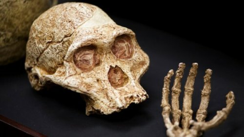 «Он ещё не полностью встал на ноги»: Учёные нашли кости предков с возрастом в 11 млн лет