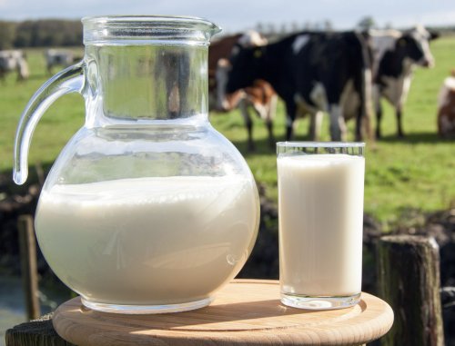 Ученые поведали о вредных свойствах молока